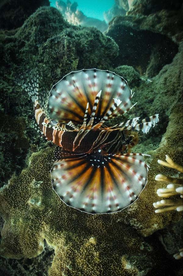 zebra-lionfish.jpg